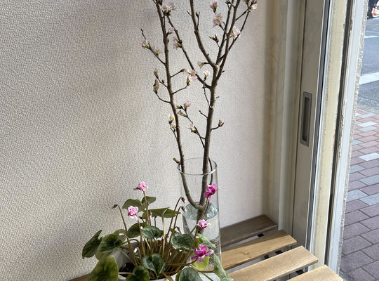 院内桜