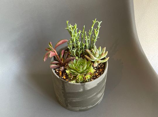 寄せ植え