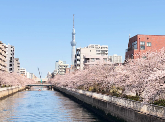 桜
