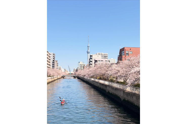 桜