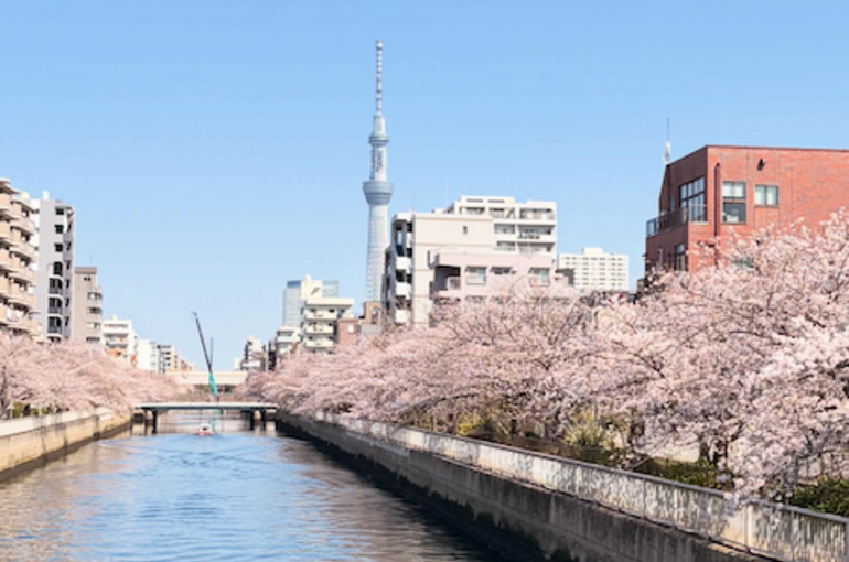 桜