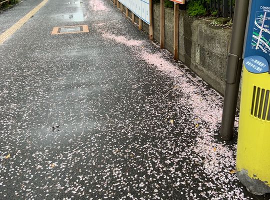 桜　散る