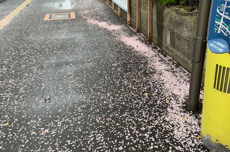 桜　散る